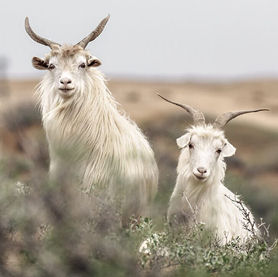 kasjmir geiten zorgen voor zachte cuma cashmere